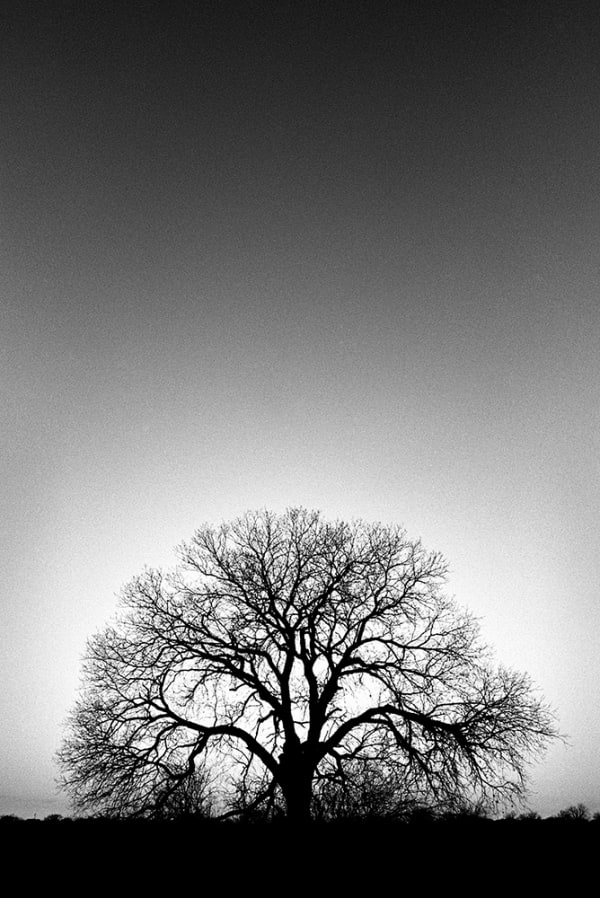 Darris Lee Harris, Archetypal Tree