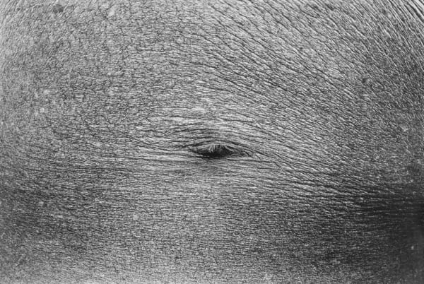 Jed Fielding, Chicago #1270, 1982