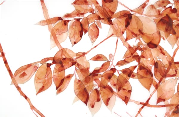 Jackie Battenfield Rose Leaves 3 Acrylic on mylar 30 x 20 unframed
