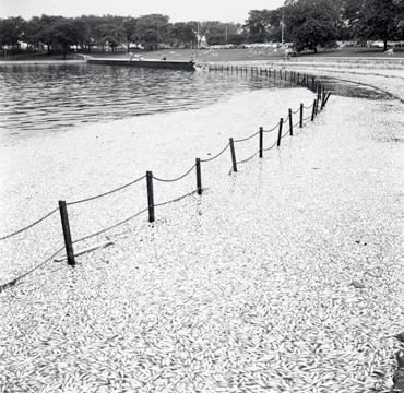 John Hendry, R-867 Dead Alewives in Diversey Harbor, 1967