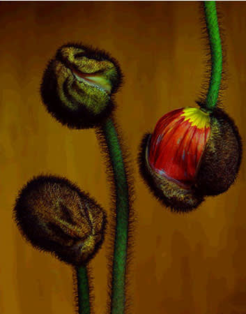 Sara Beugen, Hatching Poppy