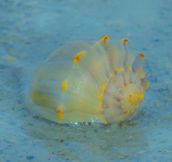 Larry Emerson, IMG_4678