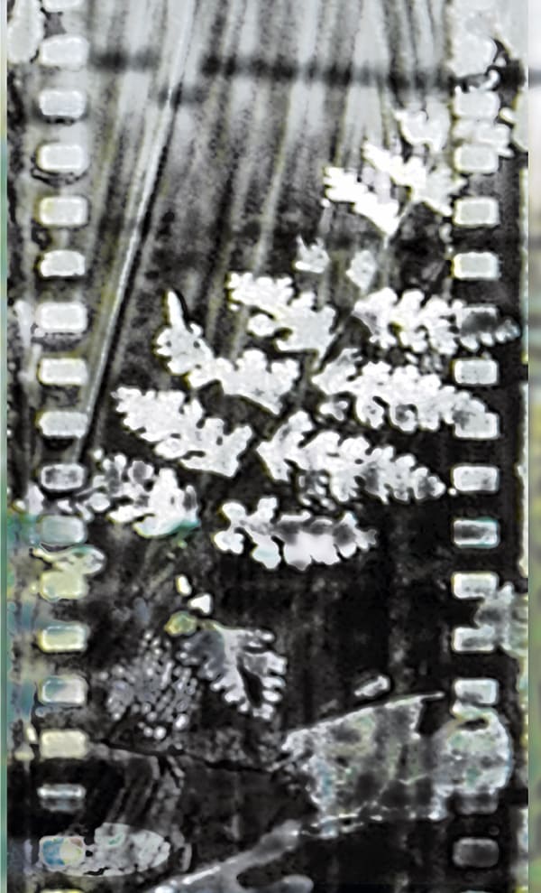 Donna Cameron, Fado Fern