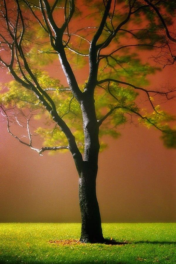 Darris Lee Harris, Lust for Life