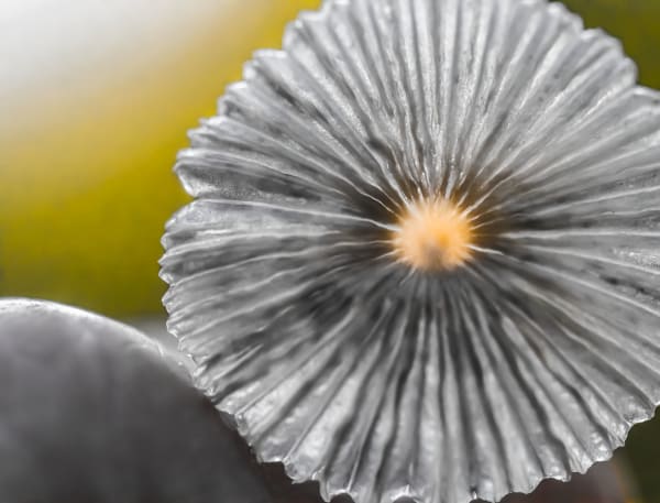 Larry Emerson, Mushroom_3241