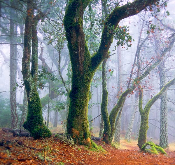 Darris Lee Harris, Nuclear Family