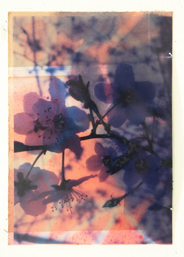 Paul Schwer, Blossoms 1, 2022