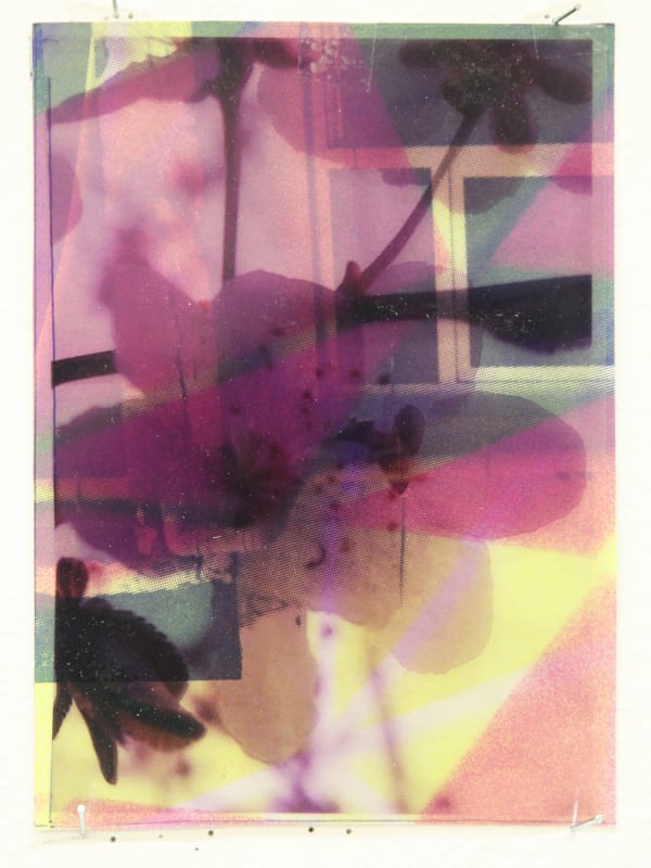 Paul Schwer, Blossoms 4, 2022