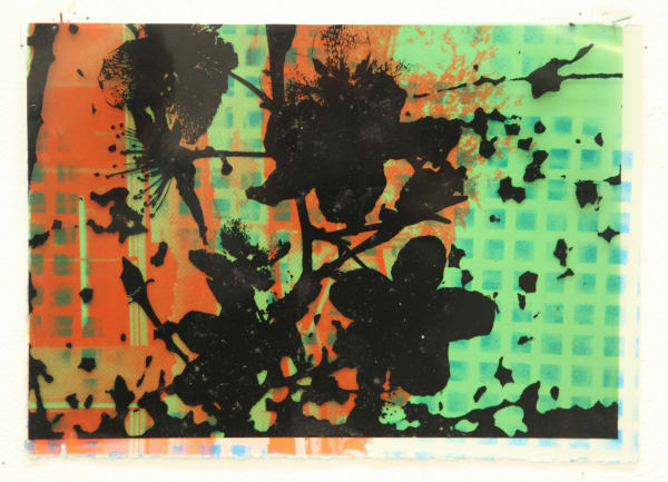 Paul Schwer, Blossoms 18, 2022