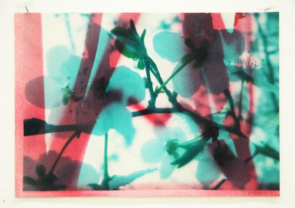 Paul Schwer, Blossoms 11, 2022