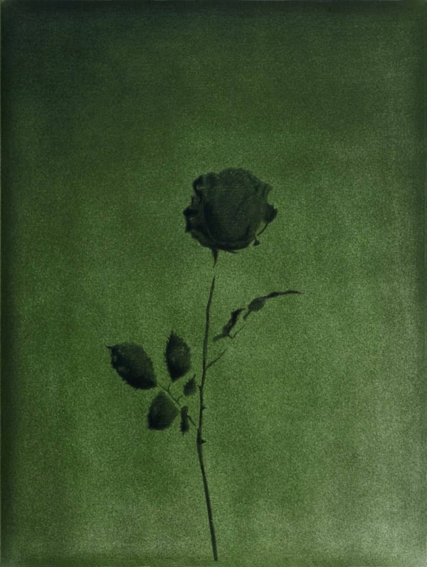 Bertram Hasenauer, Untitled, 2020