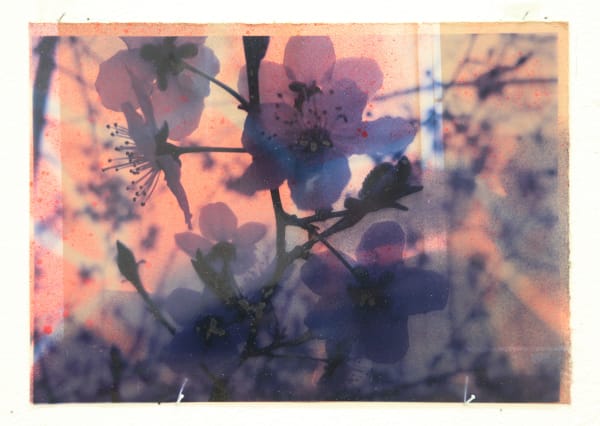 Paul Schwer, Blossoms 13, 2022