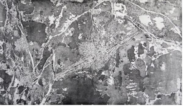 Alice Freeman, Madreporite, 2021