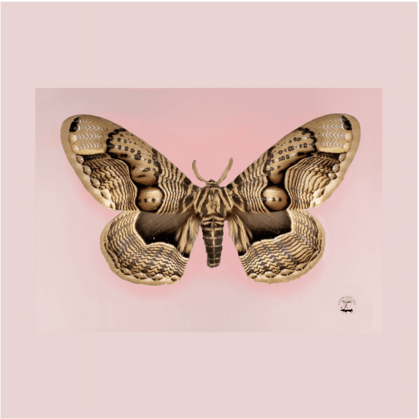 Alice Temperley, Small Moth, 2023