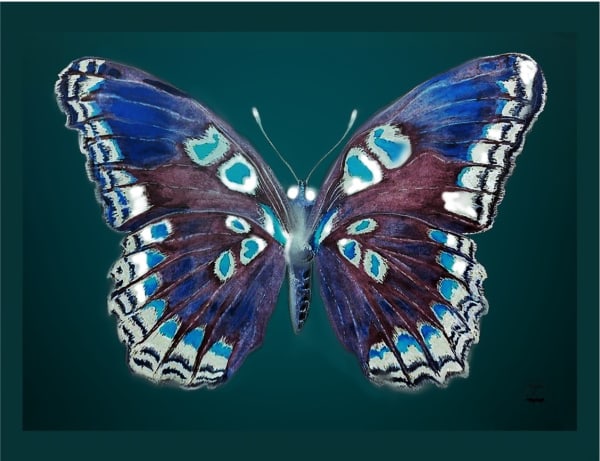 Alice Temperley, Large Butterfly, 2023