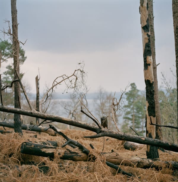 Louise Long, Skelf (splinter), 2024