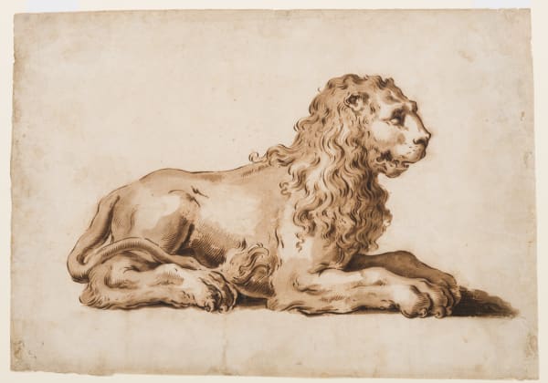 A Lion