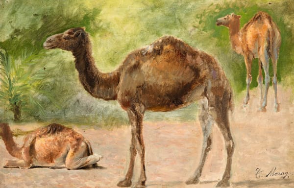 TÒMAS MORAGAS, Camels