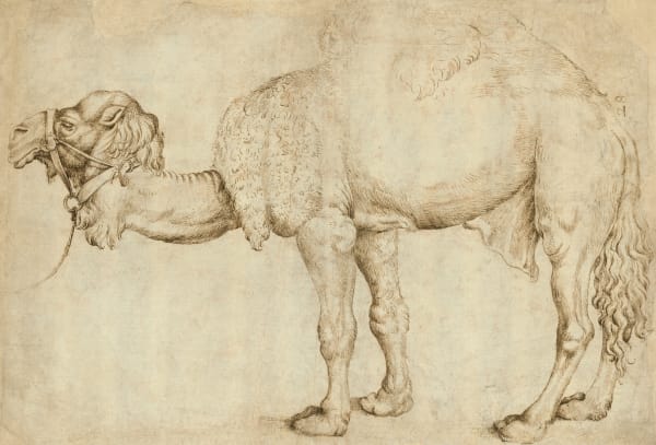 NETHERLANDISH SCHOOL, Study of a Dromedary, after Gentile Bellini (?), mid 16th century