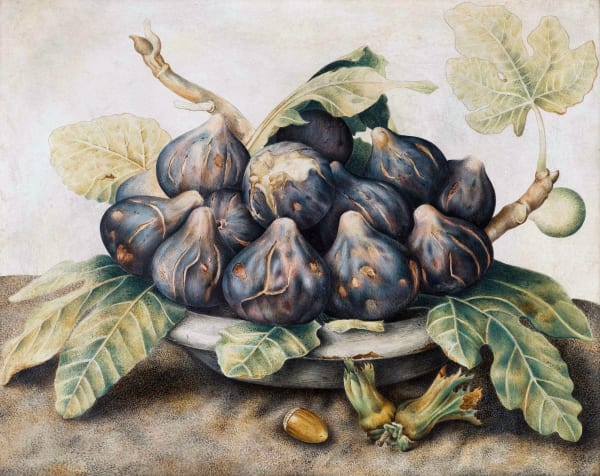 GIOVANNA GARZONI, Bowl of figs with a hazelnut, c. 1650 - 1670