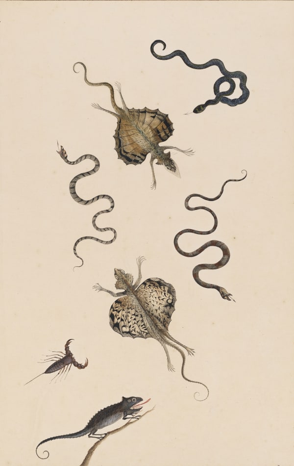NICOLAAS STRUYCK, Flying lizards, snakes, a scorpion and a chameleon, ca. 1719