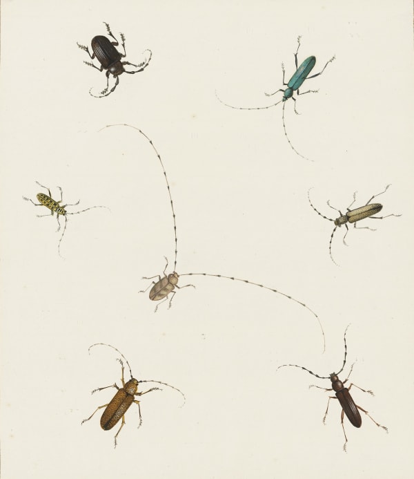 NICOLAAS STRUYCK, Insects, ca. 1719