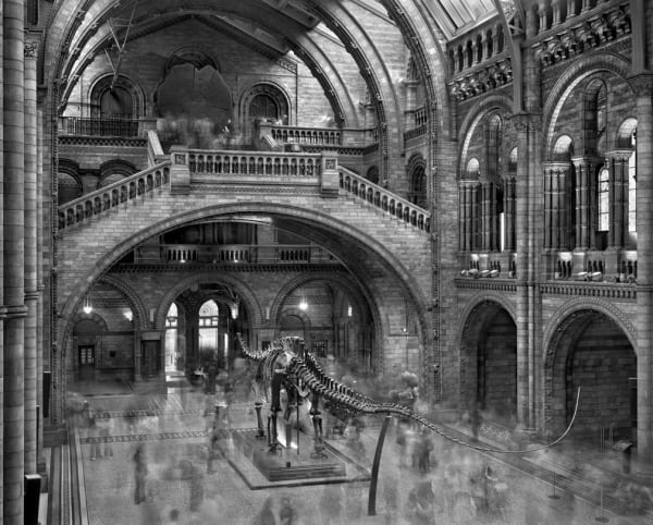 Matthew Pillsbury, Diplodocus: Natural History Museum London