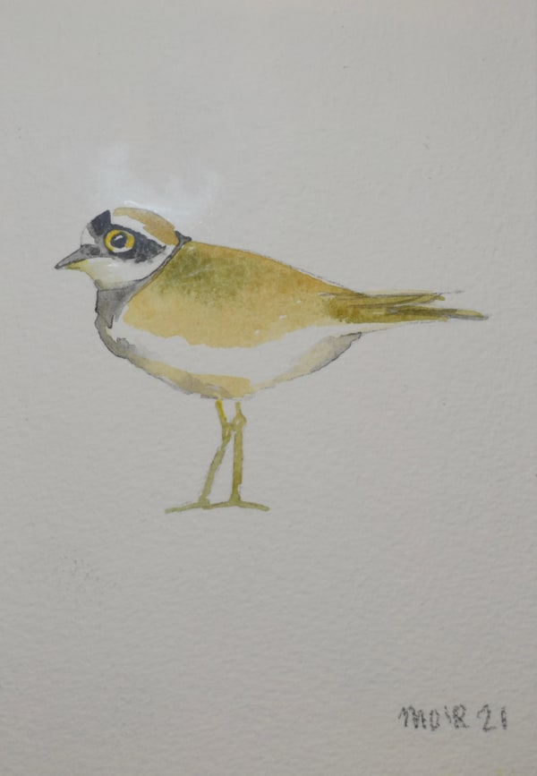 Jim Moir, Ringed Plover