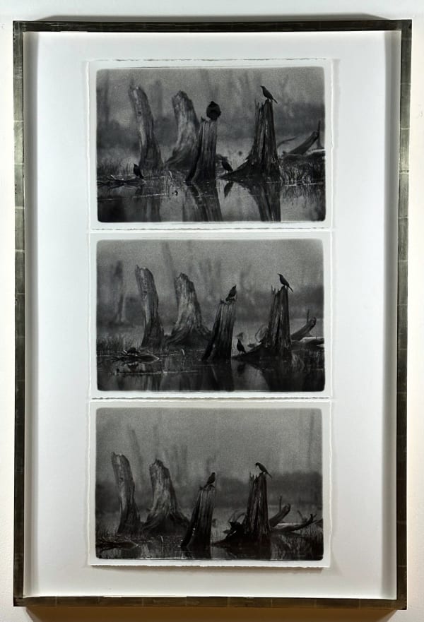 Carol Marino, Nesting Competition, Algonquin, 2000