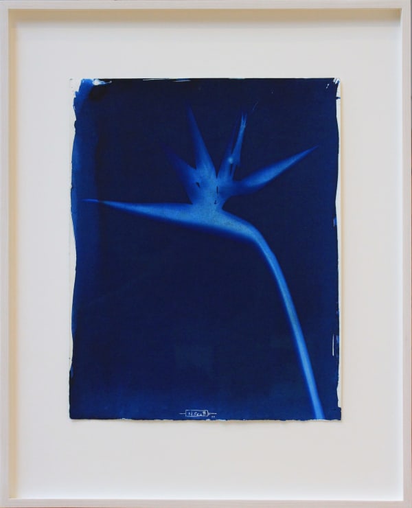 Nigel Scott, Hachijo Jima, Japan #1, 2005