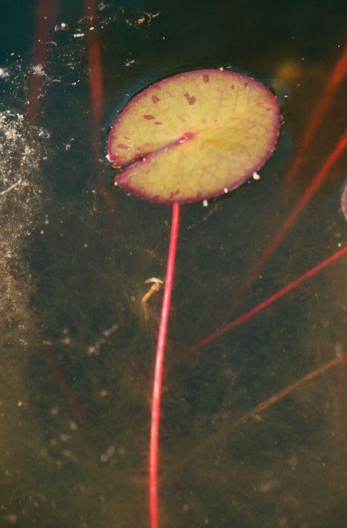 Frank Mädler, Vertikal mit rosa Stengel, 2015