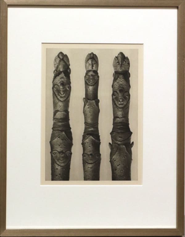 Karl Blossfeldt, Aesculus Parviflora, 1928