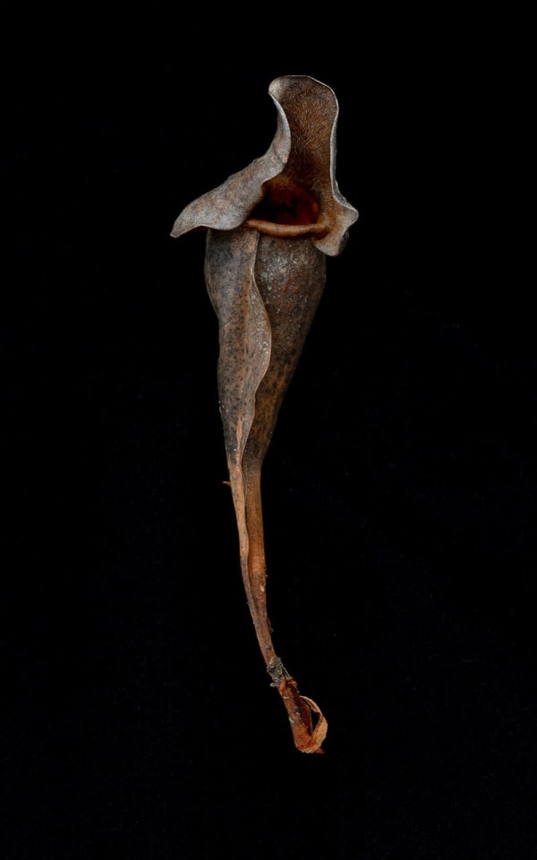 Thaddeus Holownia, Sarraceniaceae #12 , 2020