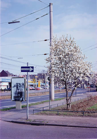 Max Regenberg, Magnolie # 1996, L.B. System Köln-Mühlheim, ed. 2/5, 1996/2013