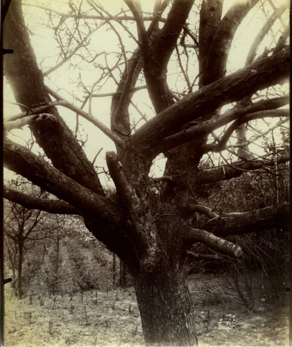 Eugène Atget, Pommier, 1922, series: Landscape Documents, Neg. #1122, 1922