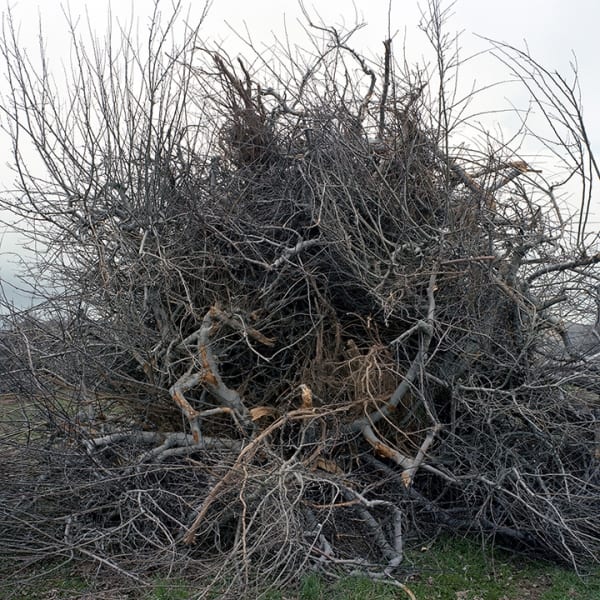 Thaddeus Holownia, Orchard #2, 2010