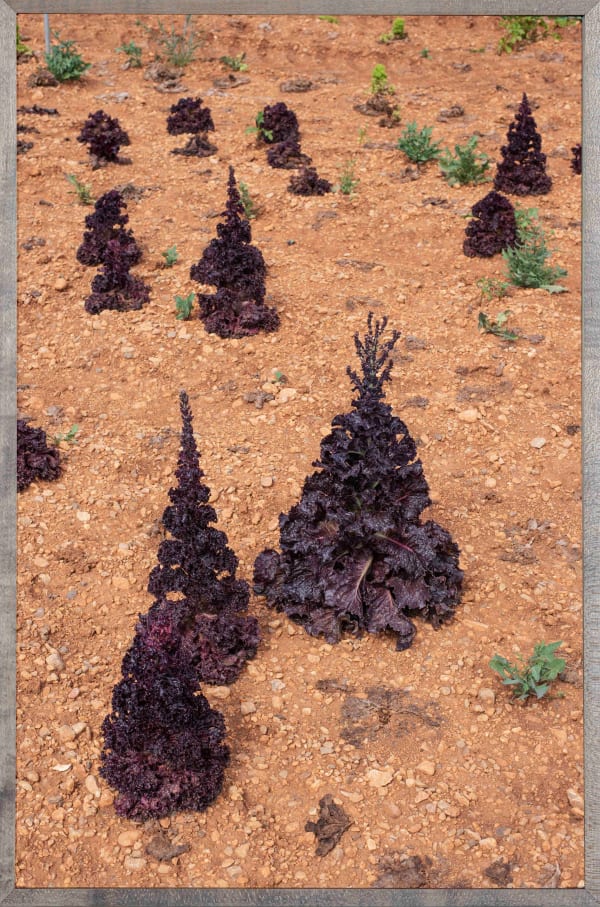 Grit Schwerdtfeger, Feld, 2020