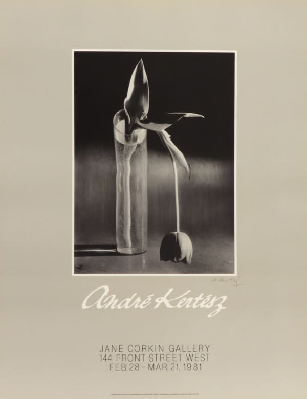 André Kertész, Melancholic Tulip, 1939, Signed by André Kertész, 1981