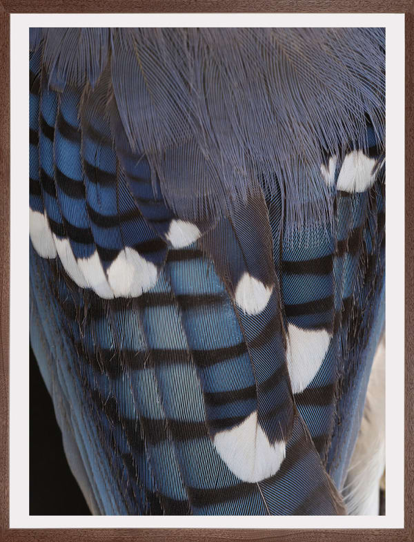 Thaddeus Holownia, Blue Jay, 2022