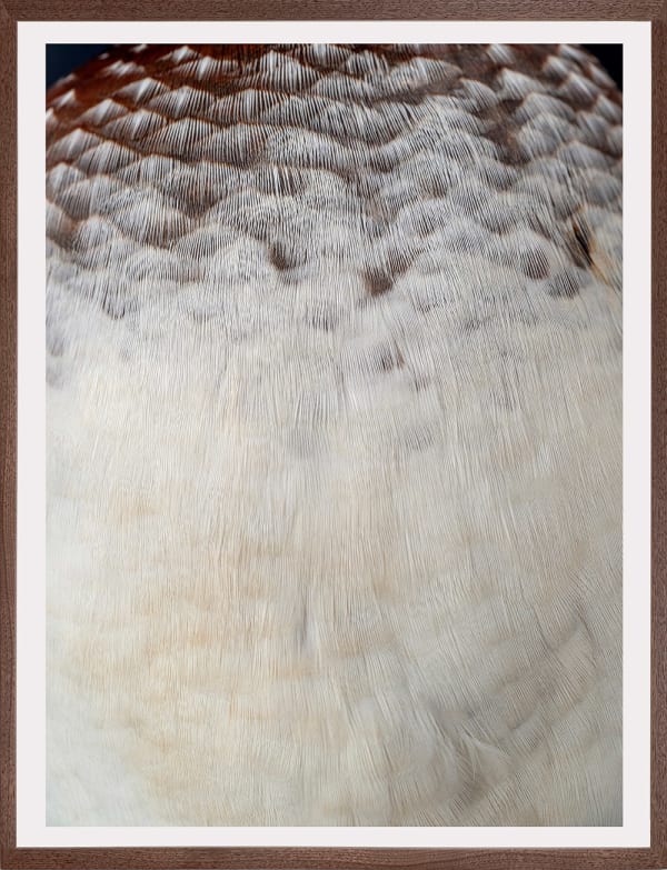 Thaddeus Holownia, Wood Duck, 2022