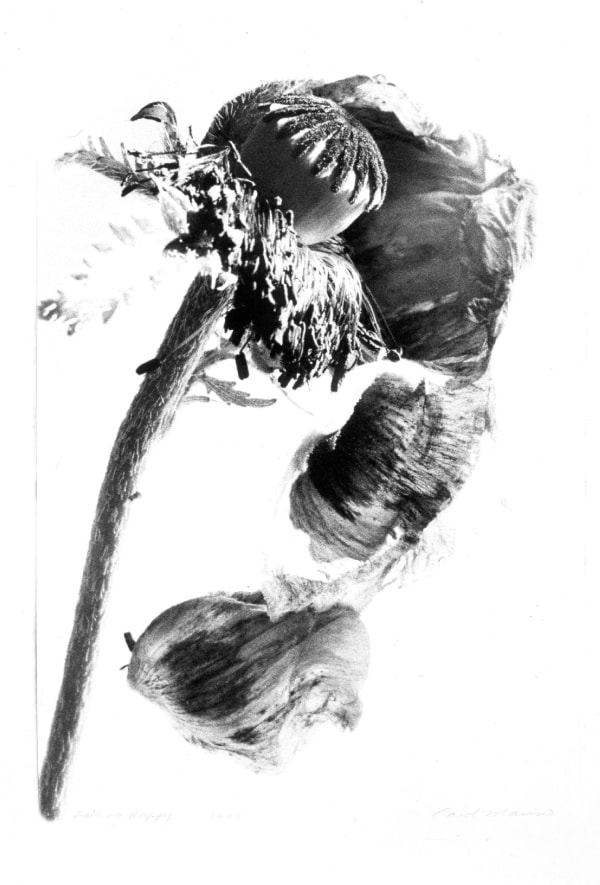 Carol Marino, Falling Poppy, 1999