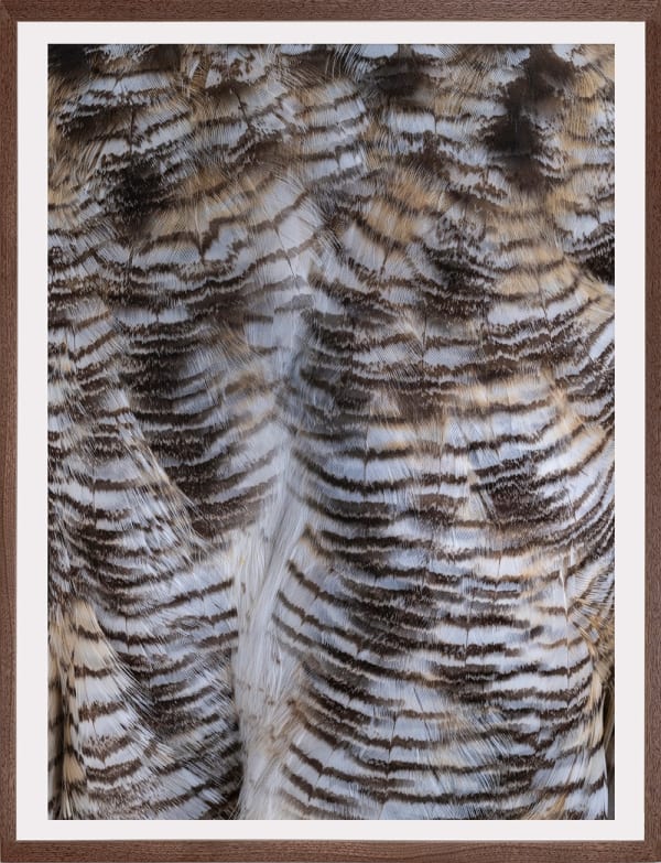 Thaddeus Holownia, Great Horned Owl, 2022
