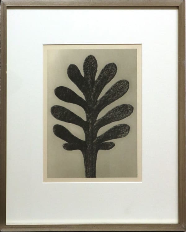 Karl Blossfeldt, Achillea Umbellata, 1928