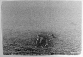 Carol Marino, Barreno, Cow Head, Newfoundland, 1999