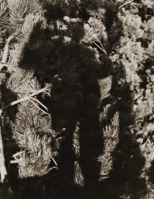 Erwin Blumenfeld, Erwin Blumenfeld's Shadow amidst Dutch pines, The Netherlands, 1931