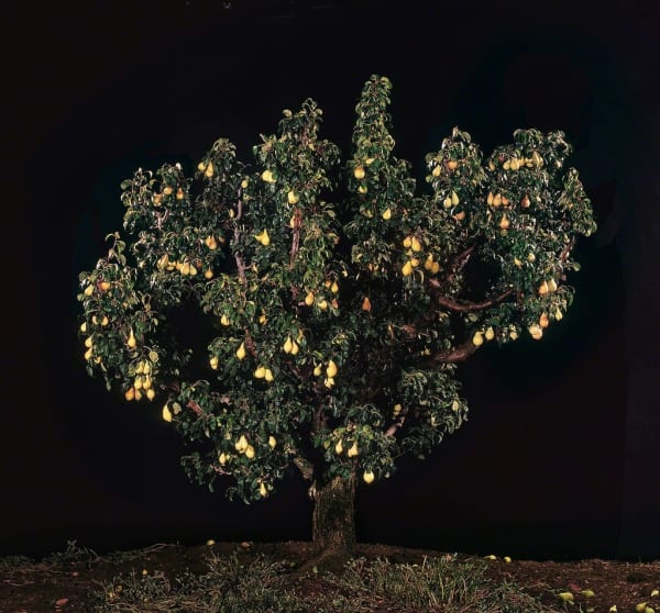 Tal Shochat, Pear Tree, 2011
