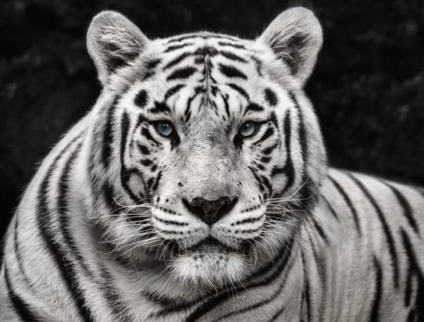 David Yarrow, Mohan #11/12
