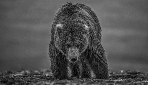 David Yarrow, Bearish III