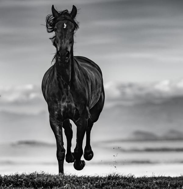 David Yarrow, Black Beauty