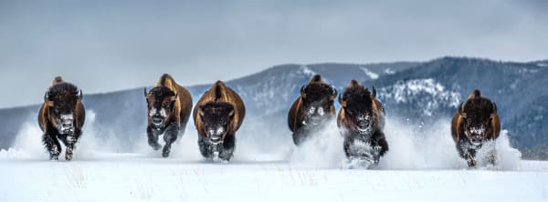 David Yarrow, The Bills